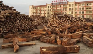 Illegal Rosewood Trade